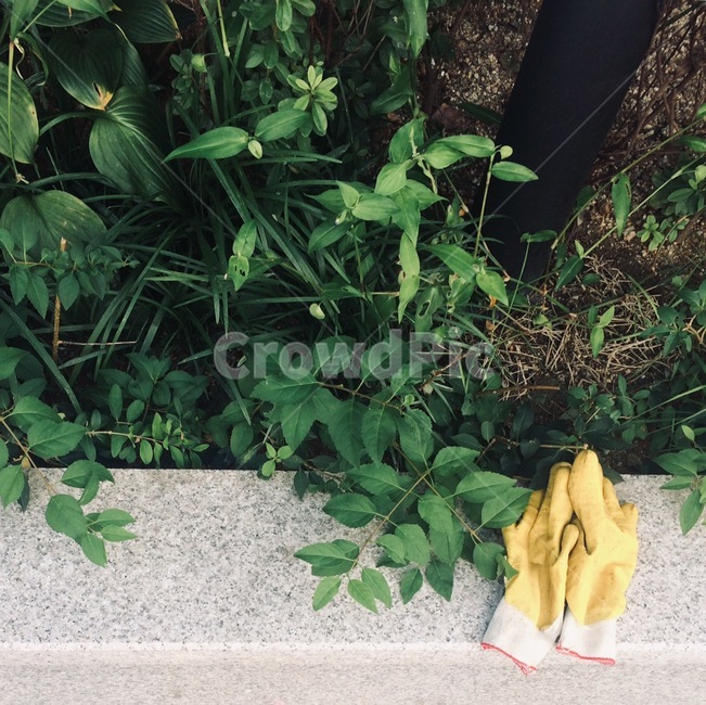 장갑,식물,자연,nature,gloves