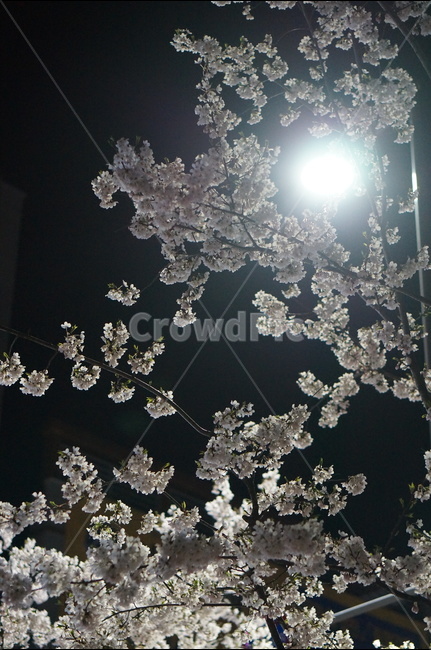 벚꽃,야경,빛,봄,풍경,봄,계절,spring,season,야경,밤,풍경,nightscape,night,landscape,식물,자연,plants,nature,꽃,flower,plant