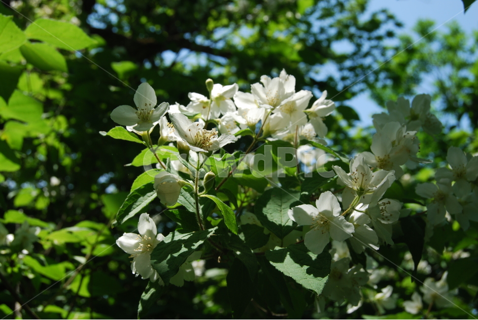 사명산,봄,휴양림,자연,야생,식물,자연,plants,nature,꽃,flower