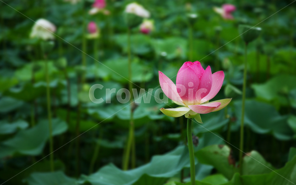 연꽃,식물,flower,꽃,세미원,식물,자연,plants,nature,꽃,flower
