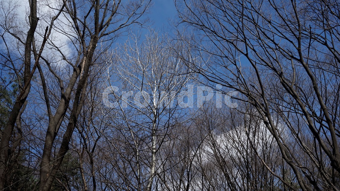 나무,겨울,자연,하늘,파란하늘,계절,나무가지,tree,sky,nature,winter,bluesky,branch,season,solitary,외로움,추위,꽃샘추위,숲,미세먼지없는,실루엣,하늘배경,가지,식물,마른잎,분위기,감성,겨울나무,쓸쓸함,고요,나뭇가지,풍경,겨울,계절,winter,season,식물,자연,plants,nature,나무,trees,wood