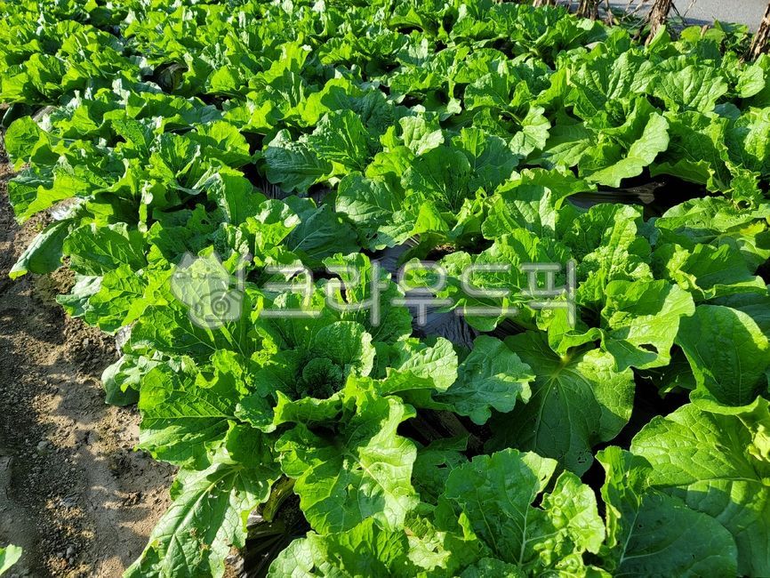 cabbage field,green,napa cabbage,farming,plant