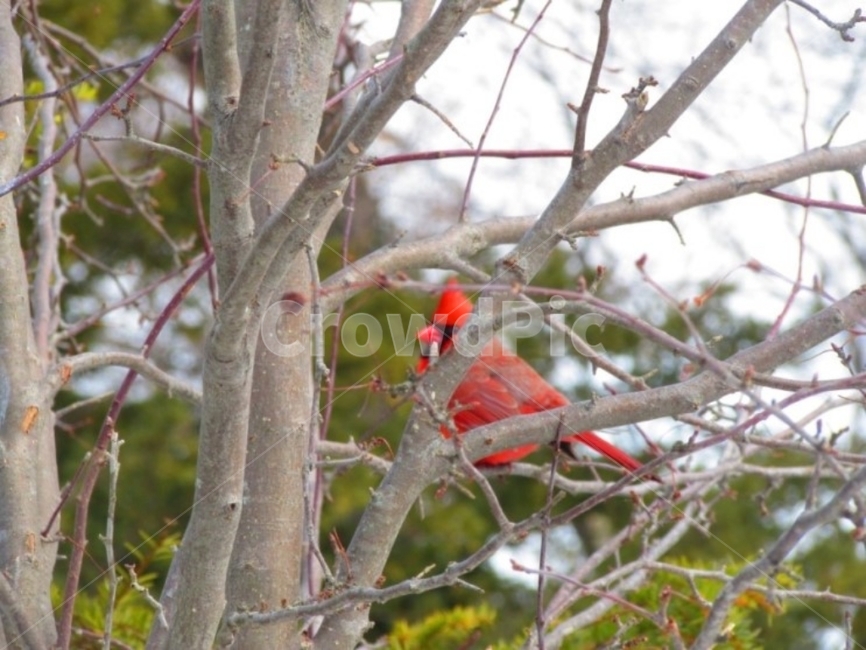 앵그리버드,붉은새,angrybirds,레드버드,redbird