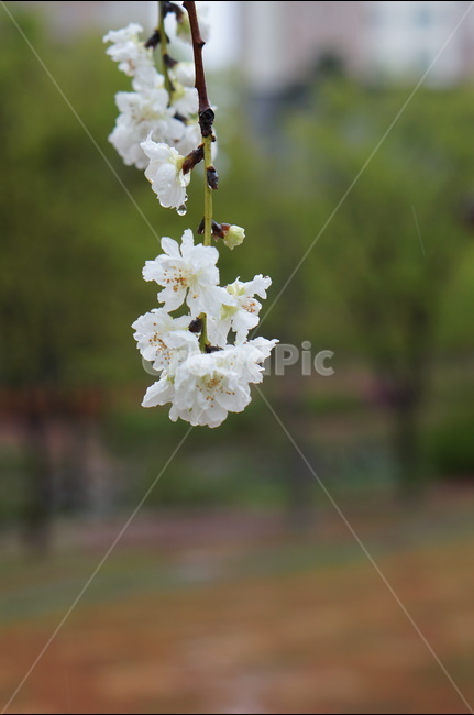 백매화,흰색,봄,하늘,저녁,흐림,봄,계절,spring,season,식물,자연,plants,nature,꽃,flower,plant