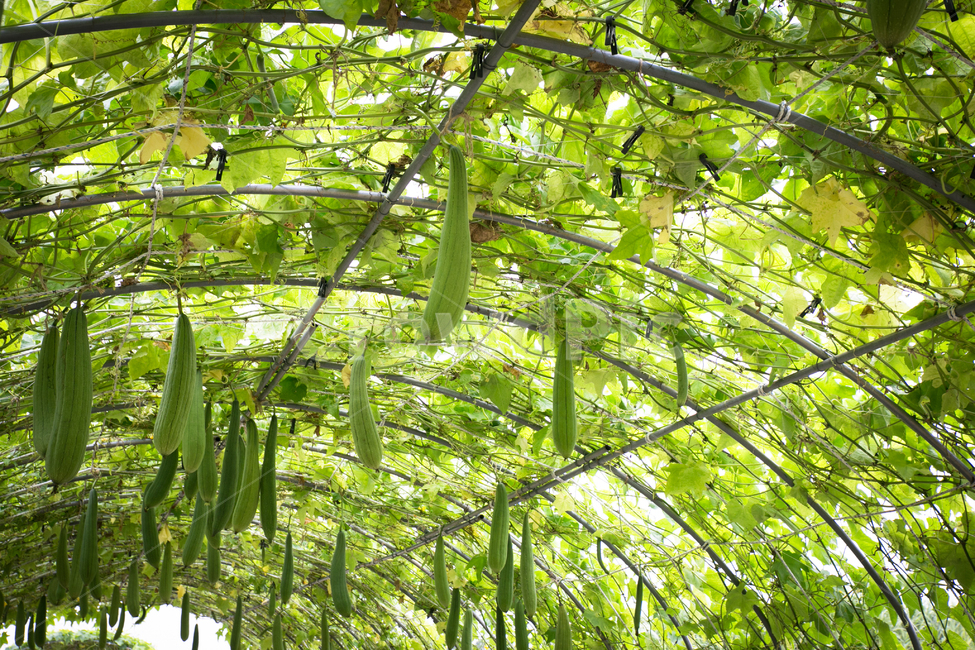 박터널,대롱박,관상박,주렁주렁,호박,애호박,늙은호박,식물,자연,plants,nature