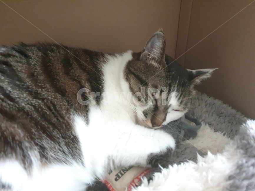 고양이,낮잠,휴식,cat,반려묘,광합성,animal,포유류,mammal,pet,애완동물
