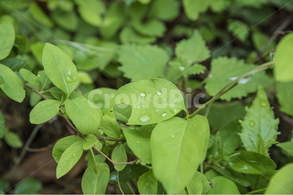 들푹,이파리,물방울,잎,식물,식물,자연,plants,nature