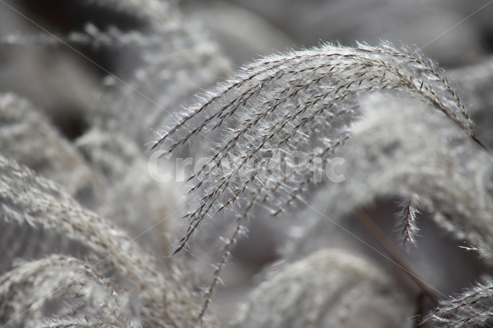 억새,꽃,식물,가을,flamegrass,가을,계절,fall,autumn,season,식물,자연,plants,nature,ice,빙,outdoors,옥외,bird,새,animal,동물,snow,눈