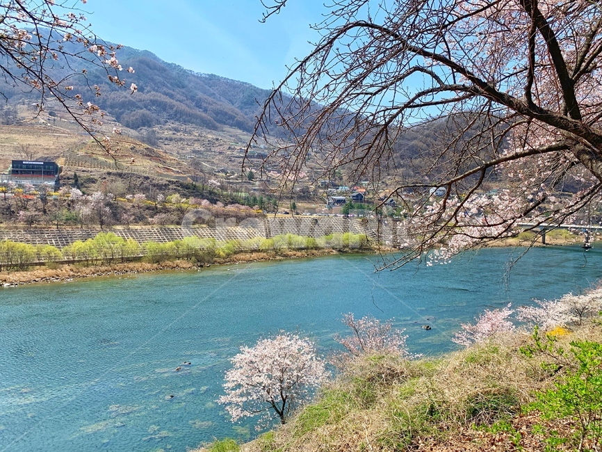 벚꽃,풍경,꽃놀이,봄,맑음,봄,계절,spring,season,자연,풍경,nature,landscape,water,물,outdoors,옥외