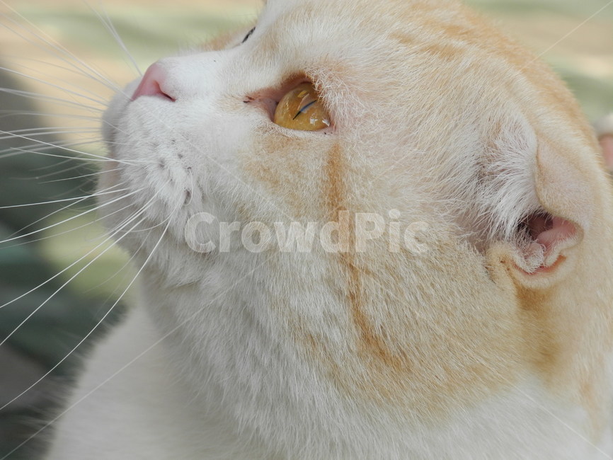 고양이,반려동물,cat,동물,애완동물,동물,animal,포유류,mammal,고양이,cat,kitten,kitty