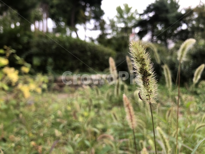 강아지풀,grass,plant,식물,잔디,풀,자연,nature,연두색,green,녹색,생명