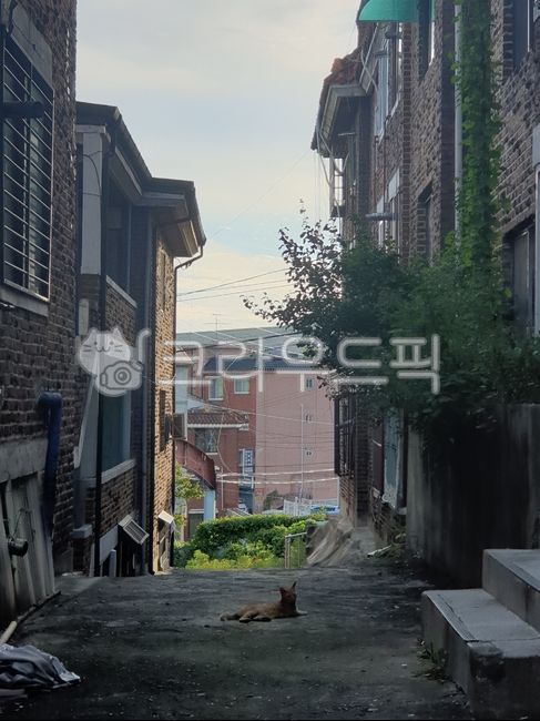 alley,neighborhood,house,cat,cat,path,road,alley,countryside