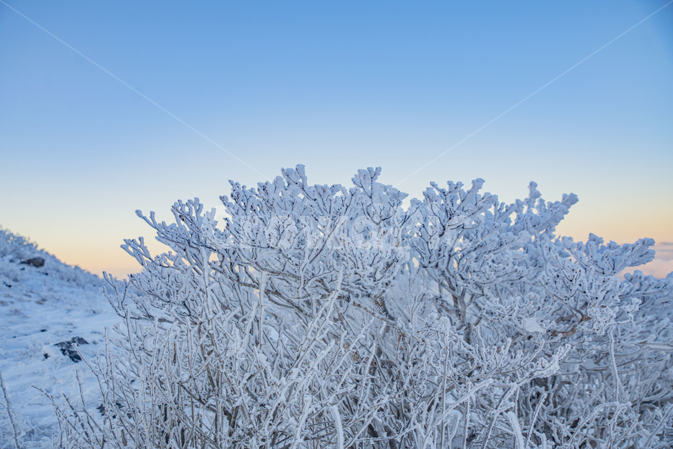 설산,태백산,겨울산,겨울,상고대,풍경,산,겨울풍경,눈꽃,겨울,계절,winter,season,자연,풍경,nature,landscape