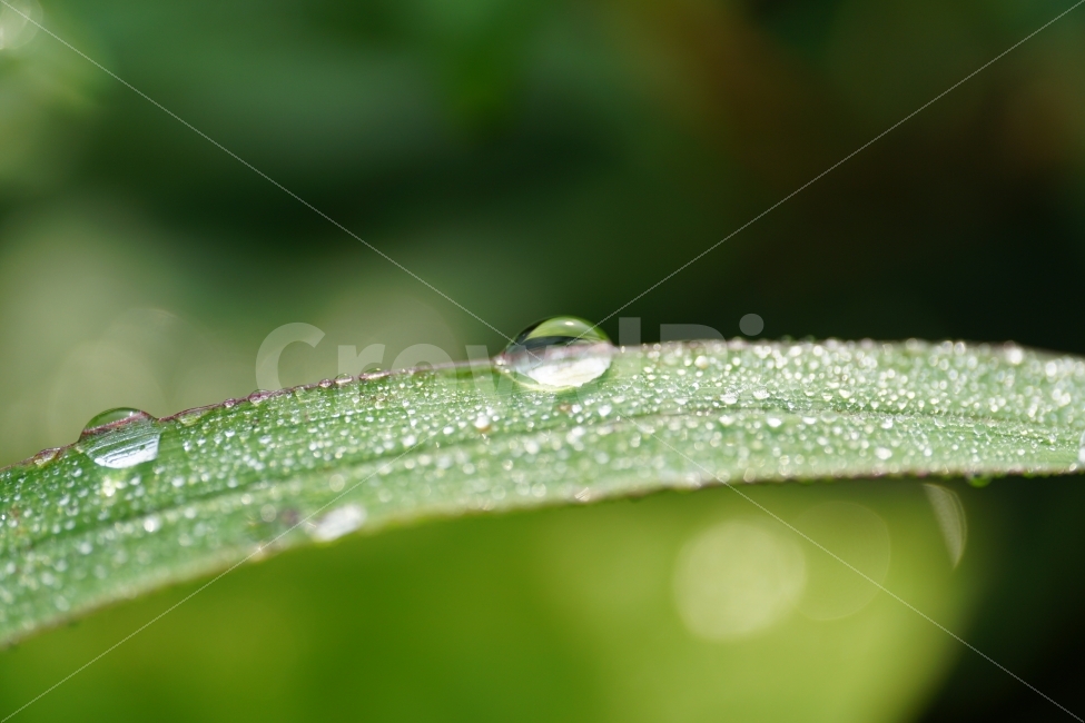 물방울,이슬,풀잎,자연,접사,빛망울,식물,구슬,아침,오전,유리,투명,waterdrop,감성,감성사진,힐링,힐링사진,느낌,분위기,feel,feeling,유리구슬,아침이슬,싱싱한,싱싱하다,싱그러운,싱그럽다,nature,macro,신비,신비한,신비하다,신기한,신기하다,신기,순수,순수하다,맑은,맑다,이파리,스냅,스넵,snap,식물,자연,plants,nature