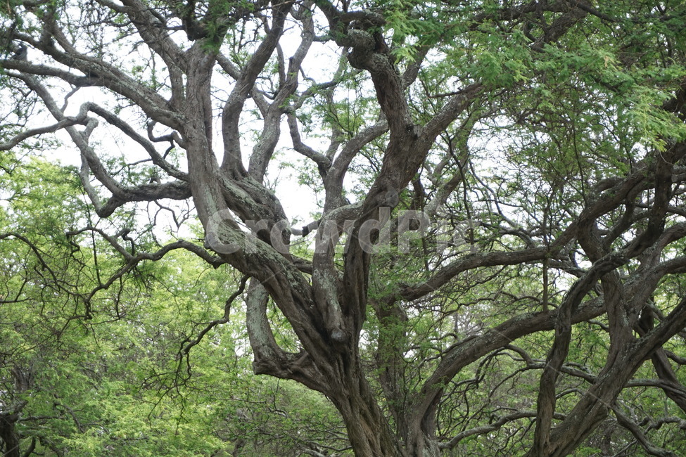 자연,나무,tree,숲,풍경,하와이,자연,풍경,nature,landscape,plant,식물,tree trunk,나무 줄기