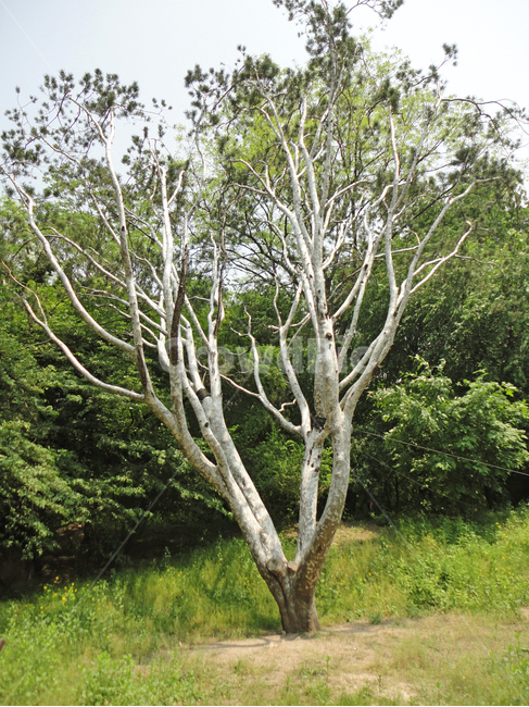창경궁,나무,나무줄기,tree,나뭇가지,식물,plant,자연