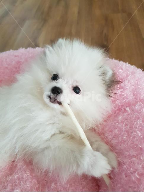반려견,애완견,반려동물,강아지,개,강아지표정,개표정,dog,puppy,동물,animal,포유류,mammal,개,강아지,dog,doggy