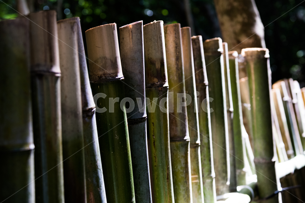 대나무,담장,담,대통,bamboo