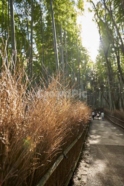 교토,아라시야마,대나무숲,kyoto,arashiyama,치쿠린,일본,japan,자연,풍경,nature,landscape,plant,식물,grass,잔디
