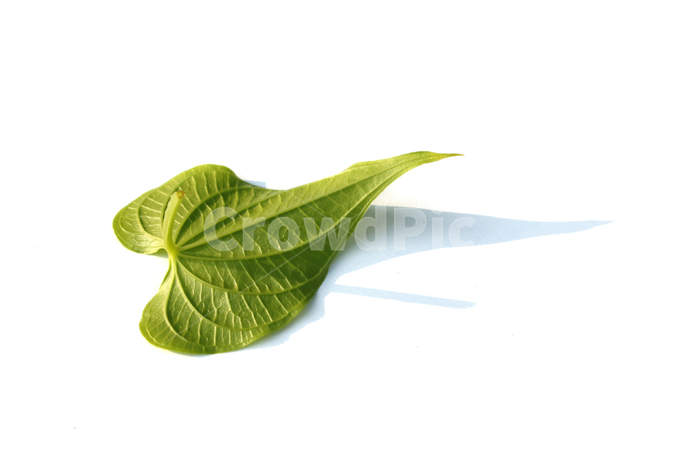 closeup,fresh,green,heart,heartshape,leaf,leaves,macro,natural,nature,plant,single,solo,sponge gourd,클로즈업,신선한,그린,녹색,하트,하트모양,모양,하트잎,잎,나뭇잎,잎사귀,자연,식물,수세미잎,흰배경,뒷면,식물,자연,plants,nature,누끼,remove background