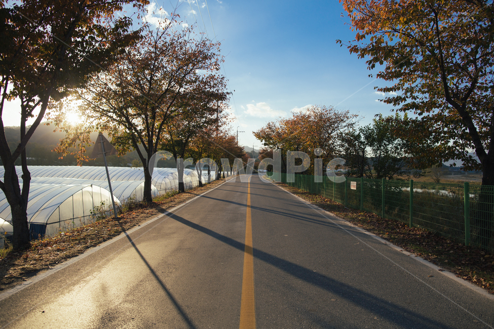 풍경,거창,의동마을,은행나무,노란색,감성사진,가을,자연,가을,계절,fall,autumn,season,road,도로,asphalt,아스팔트,freeway,고속 도로