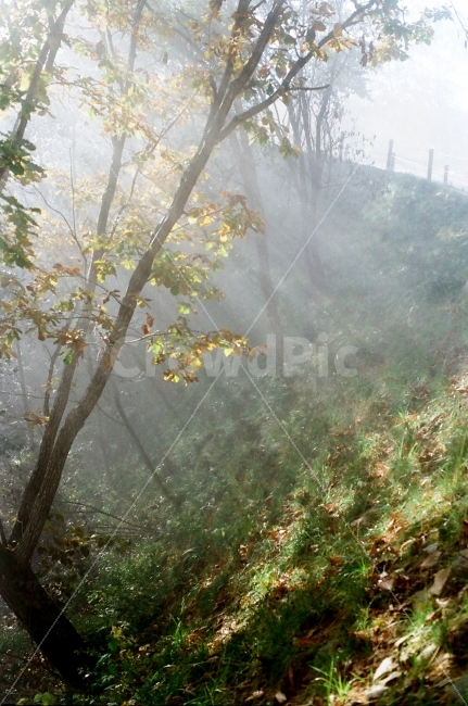 빛갈림,빛내림,자작나무숲,원대리,안개,필름,빛,식물,자연,plants,nature,나무,trees,wood,휴식,힐링,rest,relaxation,healing