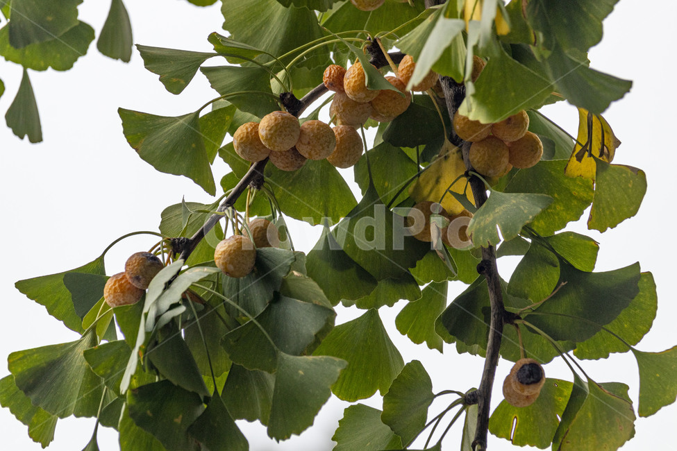 은행,은행나무,은행열매,은행나무열매,은행잎,ginkgo,가을,계절,fall,autumn,season,나무,trees,wood,과일,열매,fruit,plant,식물,leaf,잎