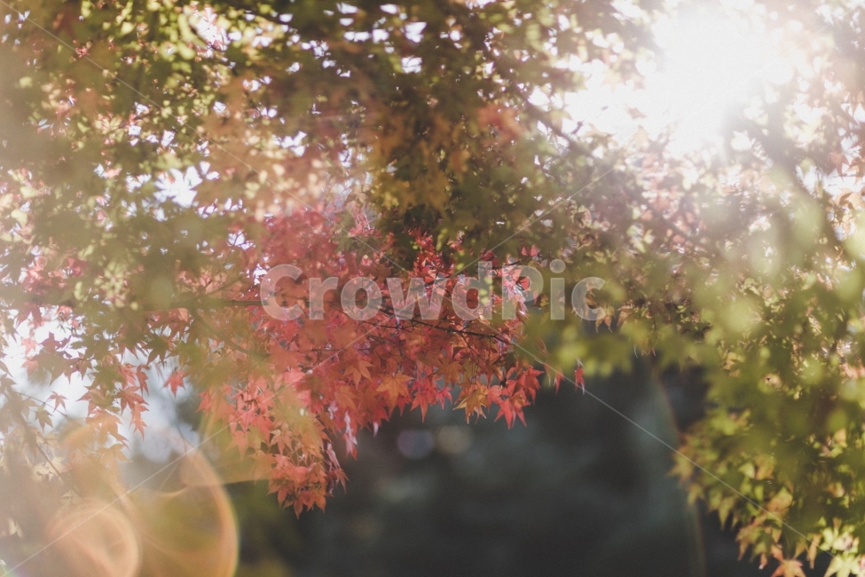 풍경,단풍,햇빛,가을,나무,landscape,sunshine,tree,autumn,fall,가을,계절,fall,autumn,season,식물,자연,plants,nature,나무,trees,wood,감성,sensible,feeling,휴식,힐링,rest,relaxation,healing,leaf,잎,plant,maple