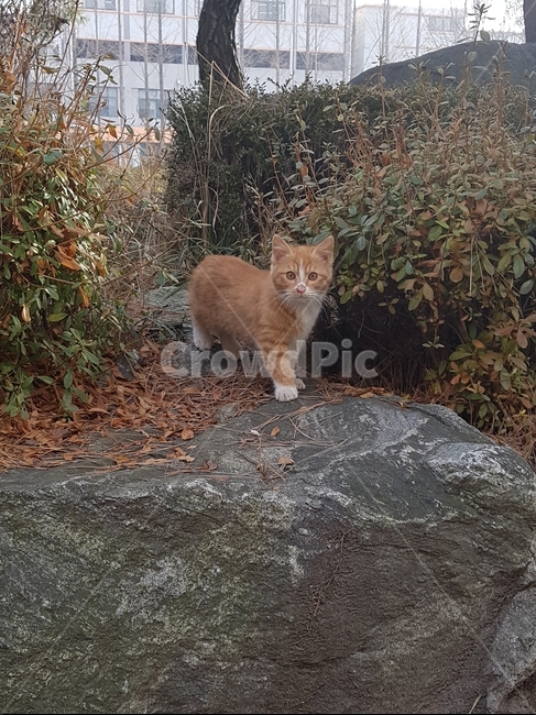 고양이,치즈태비,새끼고양이,아기고양이,cat,동물,animal,포유류,mammal,고양이,cat,kitten,kitty