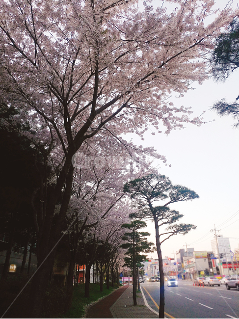 벚꽃,벚꽃나무,벚꽃구경,봄,봄꽃,봄벚꽃
