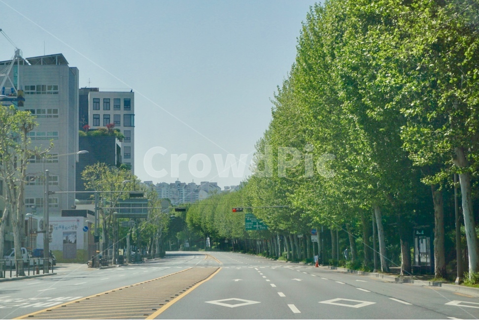 드라이브,한적한길,서울시내,여유,가로수,가로수길,여유로움