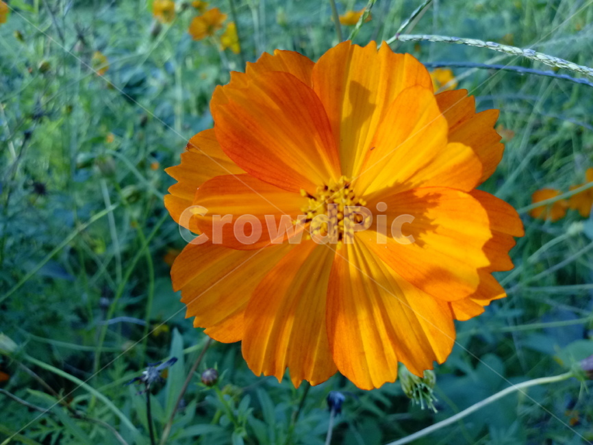 노랑코스모스,yellowcosmos,황금코스모스,식물,꽃,flower,plant,한해살이풀,식물,자연,plants,nature,꽃,flower