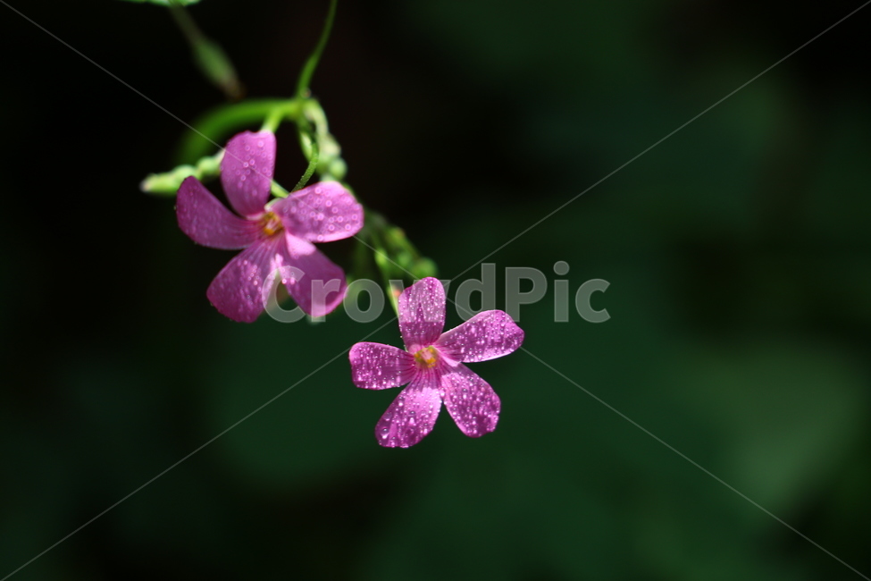 자연,풍경,초록,꽃,사랑초꽃,물방울,분홍색,식물,자연,plants,nature,꽃,flower