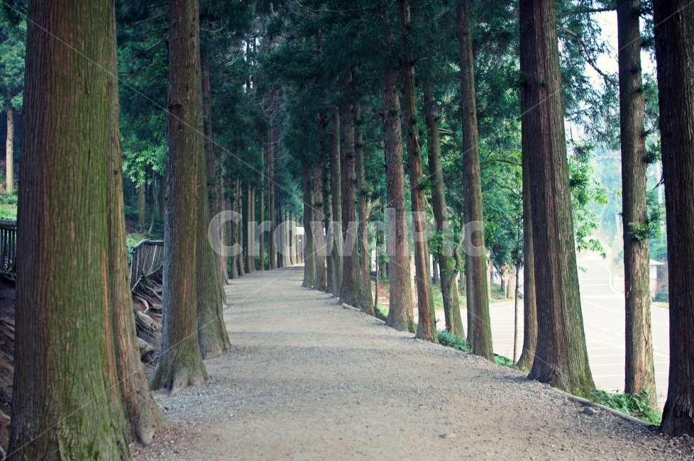 풍경,여행,감성,길,자연,나무,풍경사진,nature,canon,travel,scenery,자연,풍경,nature,landscape,한국자연풍경,한국자연경관,korea nature landscape,식물,plants,나무,trees,wood,plant,tree,garden,정원,outdoors,옥외,arbour,정자