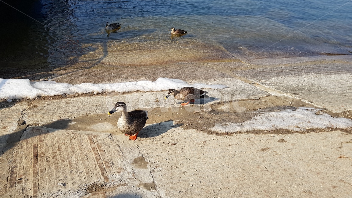 오리,바닷가,물놀이,동물,파도,duck,sea,animal,wave,오리가족,동물가족