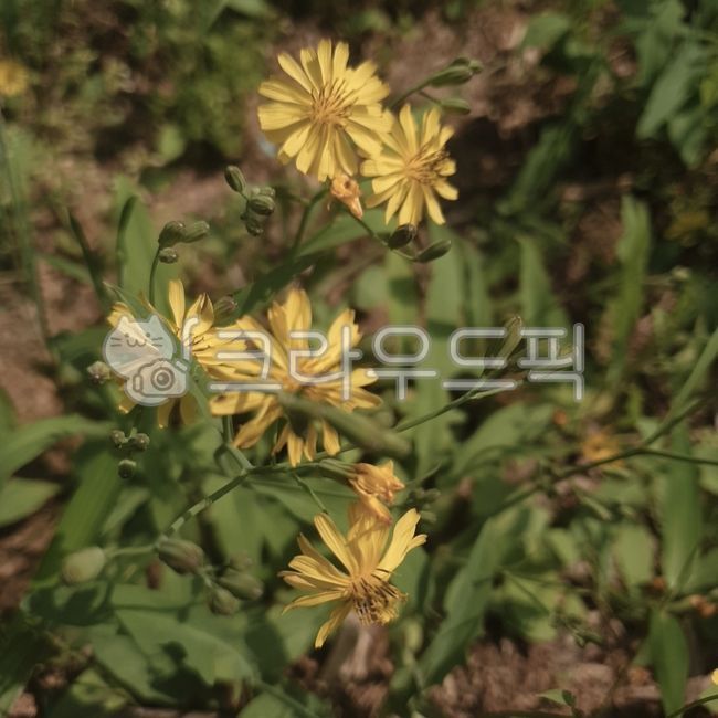 씀바귀,씀바귀꽃,식물,꽃,flower,plant,nature,자연,노란꽃,yellow,yellowflower
