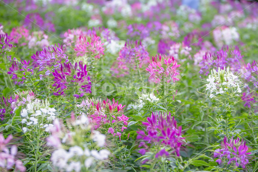 배경흐림,보케,식물,배경,화단,풍접초,한해살이풀,홍자색,꽃동산,공원,park,흰색,꽃잎,꽃대,꽃받침,수술,화원,들꽃,야생화,들풀,꽃,화훼,원예,암술,꽃밭,스파이더플라워,plant,flower,blossom,식물,자연,plants,nature,꽃,flower