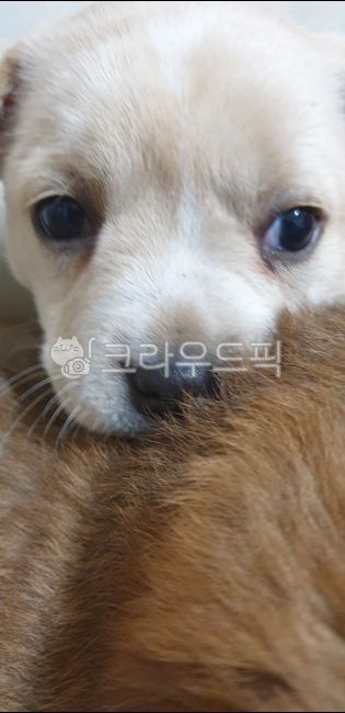 강아지,동물,애완동물,개,새끼강아지,dog,pet