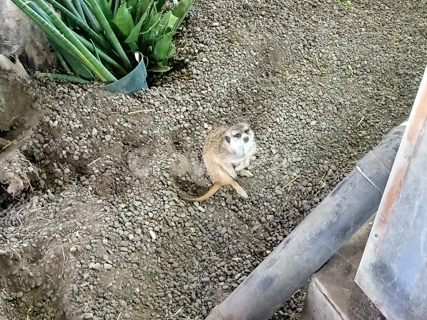 미어캣,meerkat,동물,animal,africa,아프리카,사바나,savana