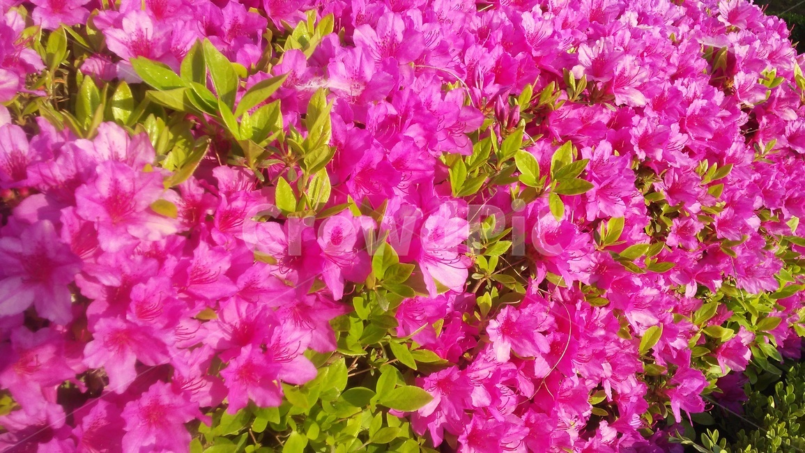 철쭉꽃,진달래과,낙엽관목,개꽃나무,관상용,철죽,조경용,식물,자연,plants,nature,꽃,flower