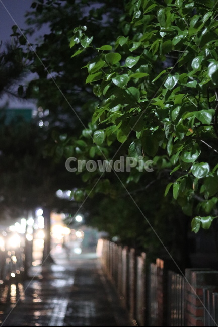 가로등,나무,빛,야경,따스함,야경,밤,풍경,nightscape,night,landscape,식물,자연,plants,nature