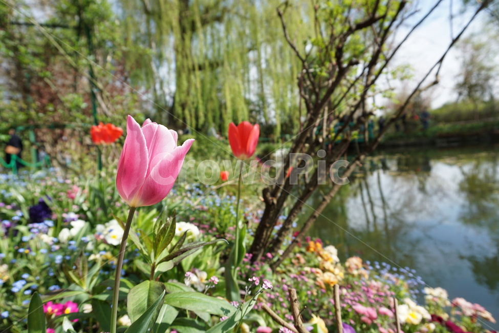 꽃,튤립,식물,정원,봄,가든,식물원,꽃밭,flower,tulip,plant,garden,green,초록이,호수,연못,분홍튤립,분홍,분홍꽃,주황튤립