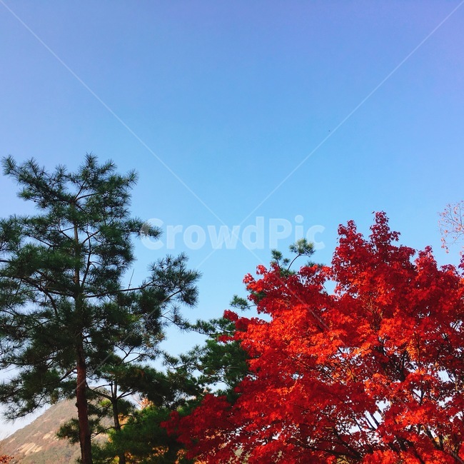 단풍,가을,하늘,나무,푸른,잎,단풍놀이,궁,덕수궁,창덕궁,소나무,단풍구경,색감,감성,여름,날씨,가을,계절,fall,autumn,season,자연,풍경,nature,landscape,식물,plants,나무,trees,wood,leaf,plant,tree