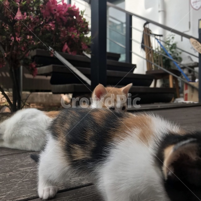 고양이,고양이가족,아기고양이,엄마고양이,길고양이,야생고양이