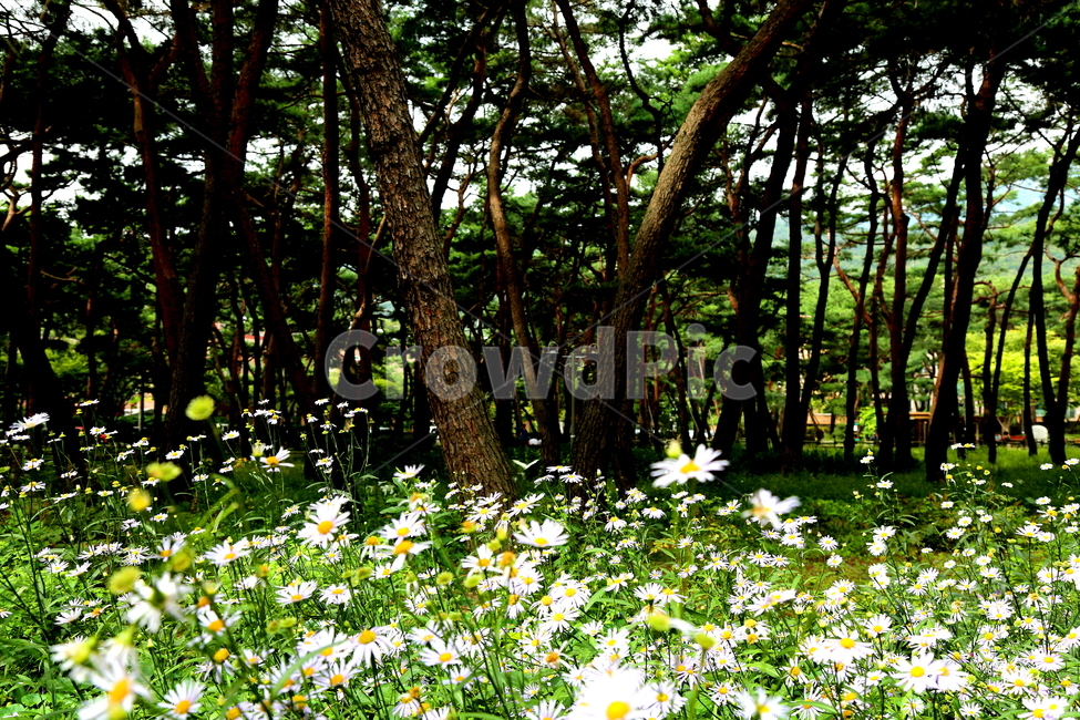 식물,나무,소나무,꽃,풍경,식물,자연,plants,nature,꽃,flower,나무,trees,wood