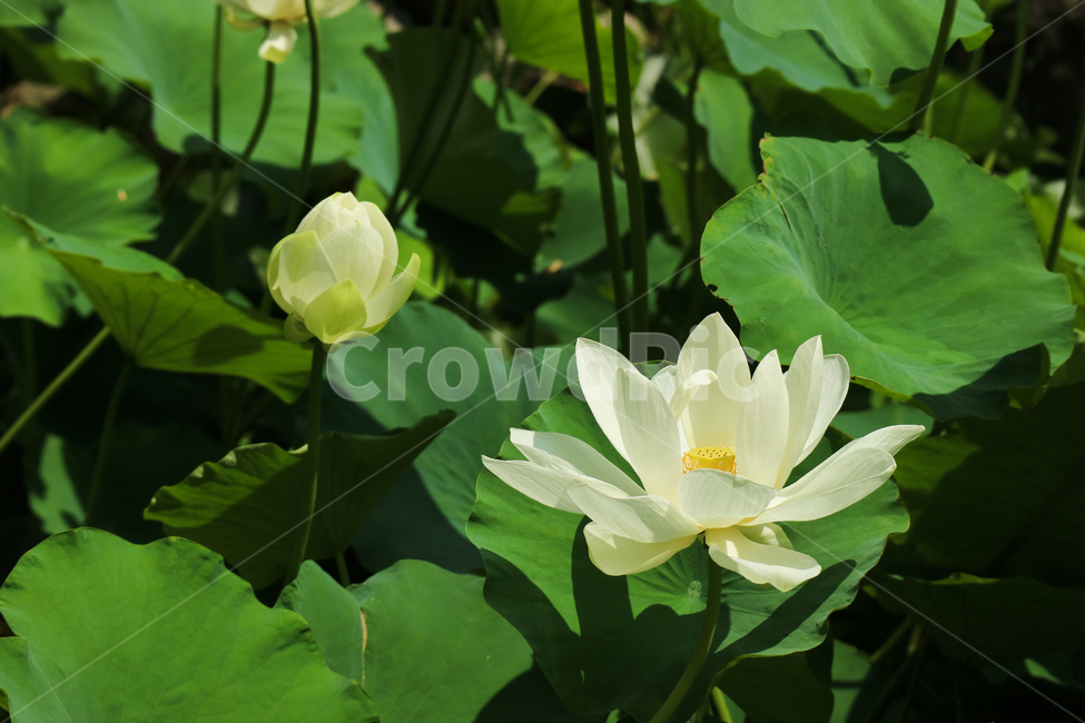 백련,연꽃,수련,꽃,흰꽃,하얀꽃,식물,수생식물,꽃송이,꽃봉오리,잎,잎사귀,계절,여름,자연,식물,자연,plants,nature,꽃,flower