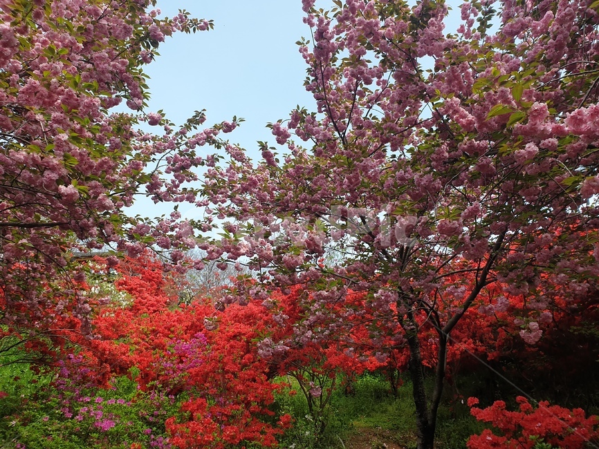 꽃,겹벚꽃,왕벚꽃,철쭉,완산공원,꽃동산