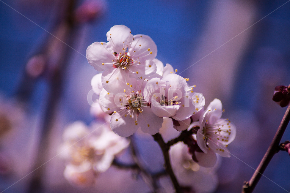 벚꽃,나무,봄,벚꽃구경,꽃,자연,flower,flowers,식물