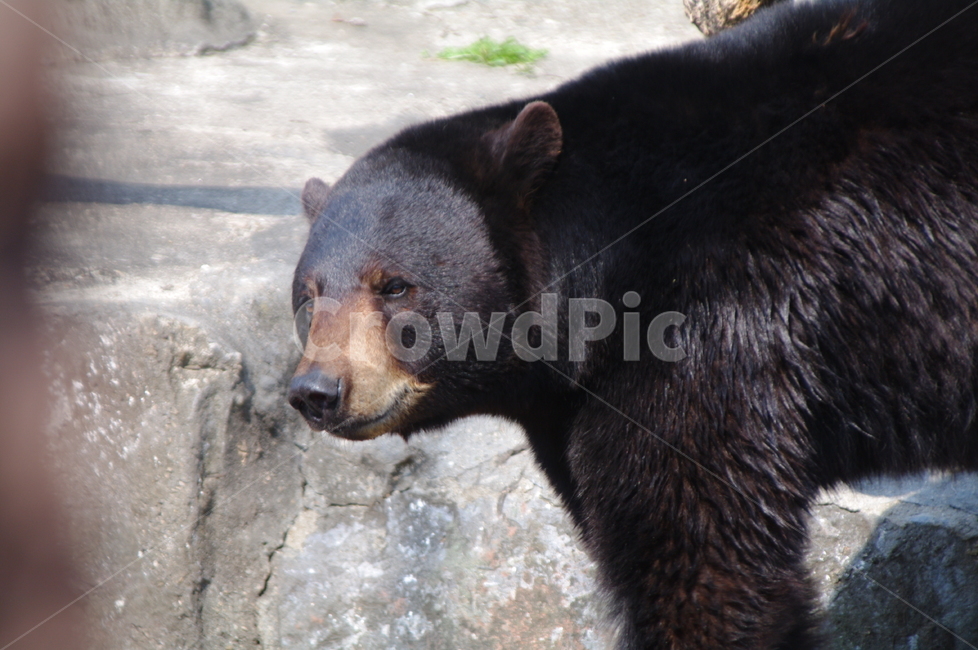 야생동물,mammal,포유류,animal,동물,곰,bear,야생동물,wildlife,동물,animal,포유류,mammal