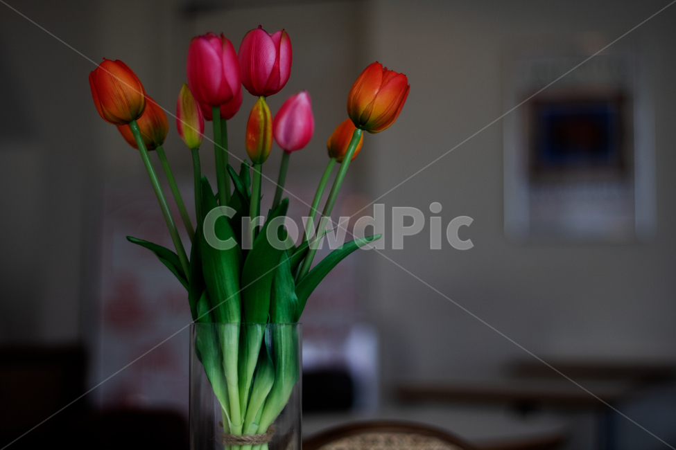꽃,튤립,카페,봄,spring,cafe,tulip,flower,실내용화초,화분,화초,house plant